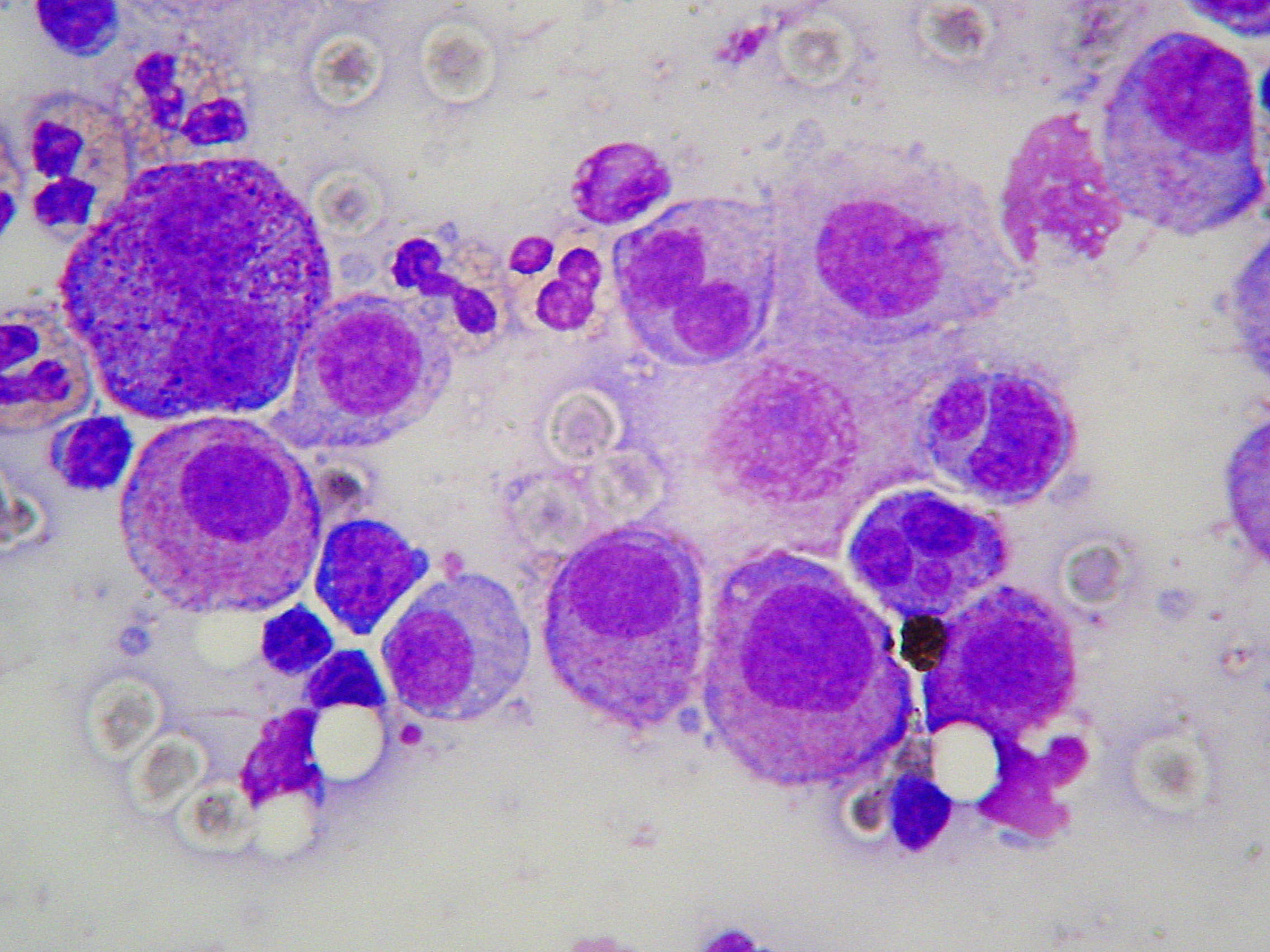Novità 2019: le mutazioni C-KIT del mastocitoma