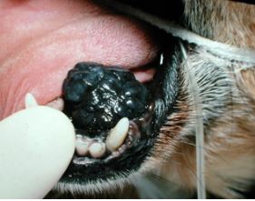 Aggiornamento sul melanoma del cavo orale nel cane