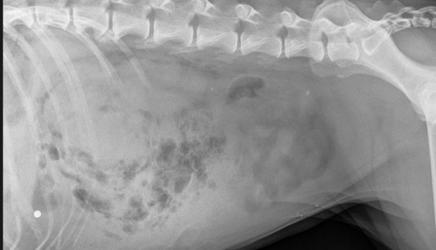 LA RADIOLOGIA NELLA DIAGNOSI DELLE TORSIONI DEI VISCERI ADDOMINALI: GILIOLA SPATTINI CI SPIEGA COME SFRUTTARLA AL MASSIMO