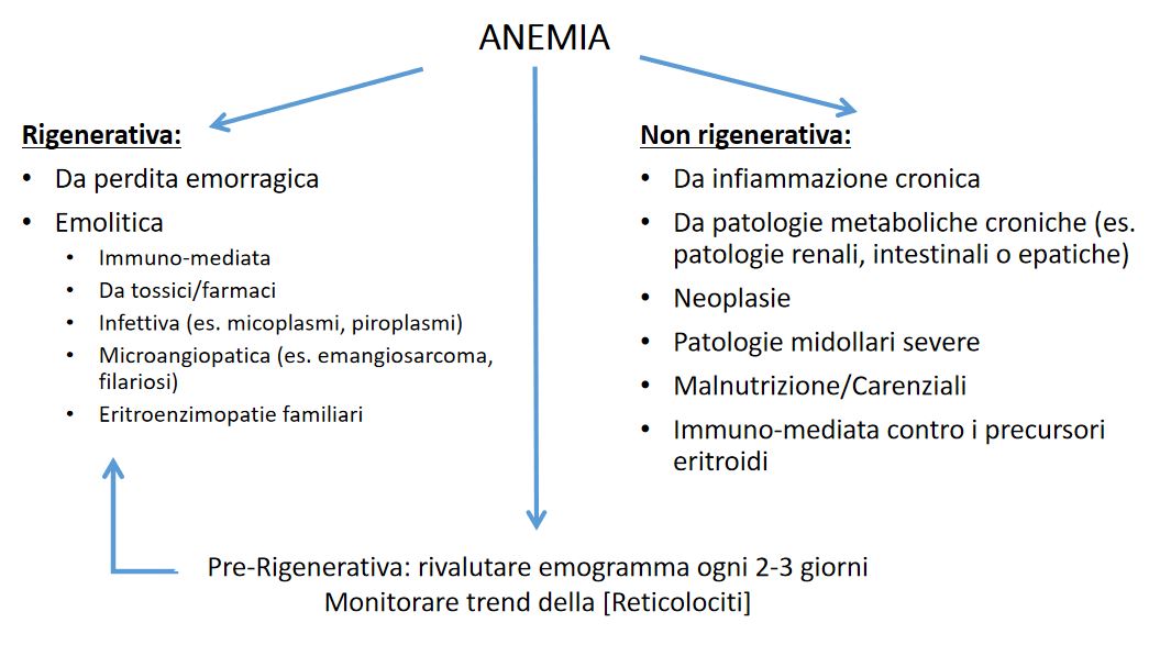 COME INDIVIDUARE UN'ANEMIA PRE-RIGENERATIVA NEL CANE CON L'EMOCROMO DI MYLAV