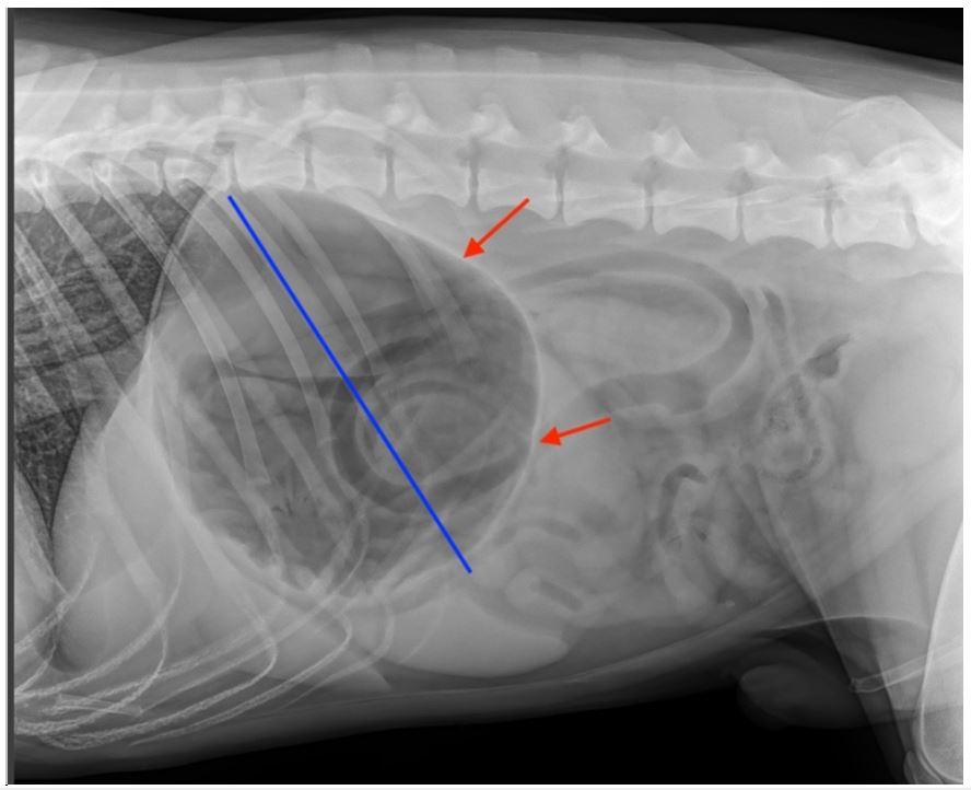 Dilatazione-Torsione gastrica o semplice dilatazione gastrica? Come differenziali radiograficamente