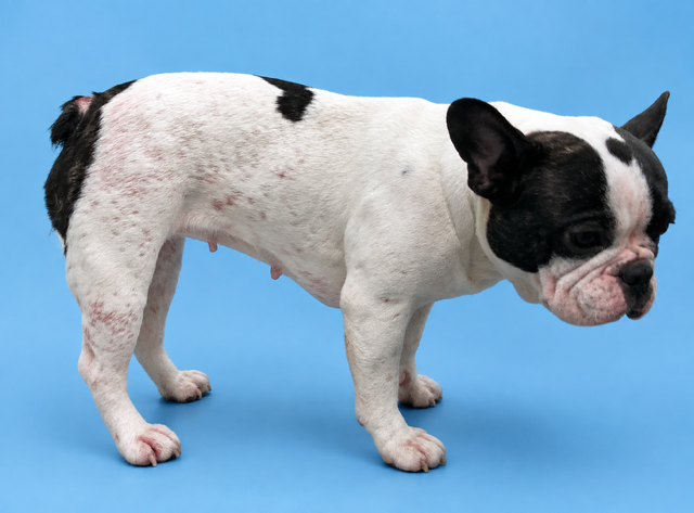 Piodermite canina: linee guida ISCAID