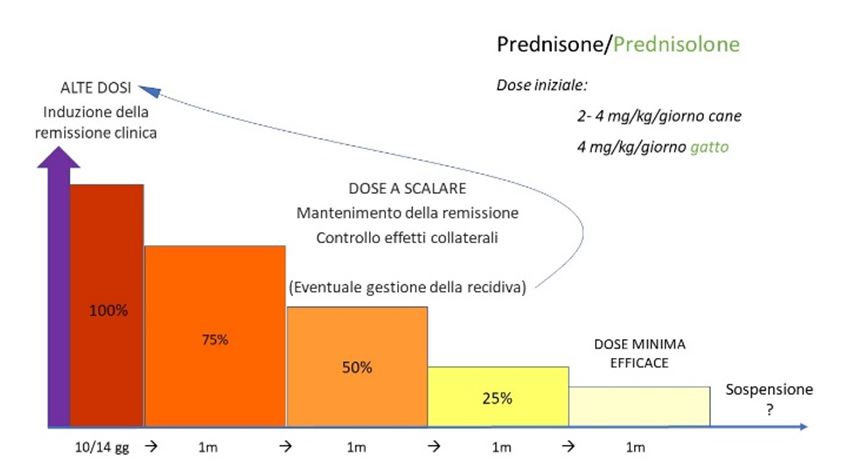 La poliartrite immuno-mediata: come faccio a trattarla e monitorarla?