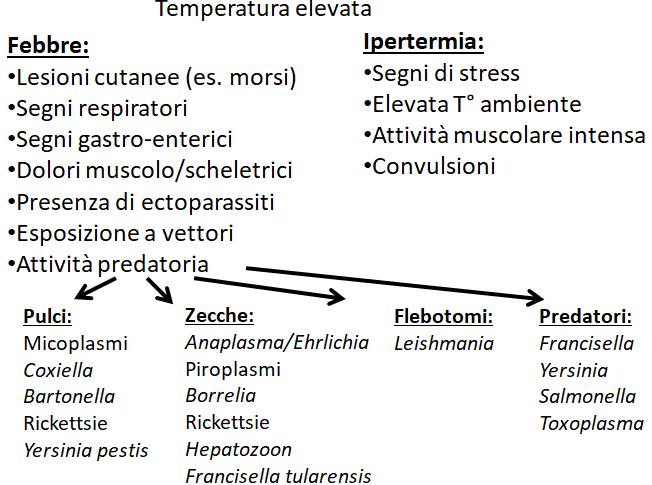 Le malattie infettive neglette del gatto: le infezioni trasmesse dalle pulci