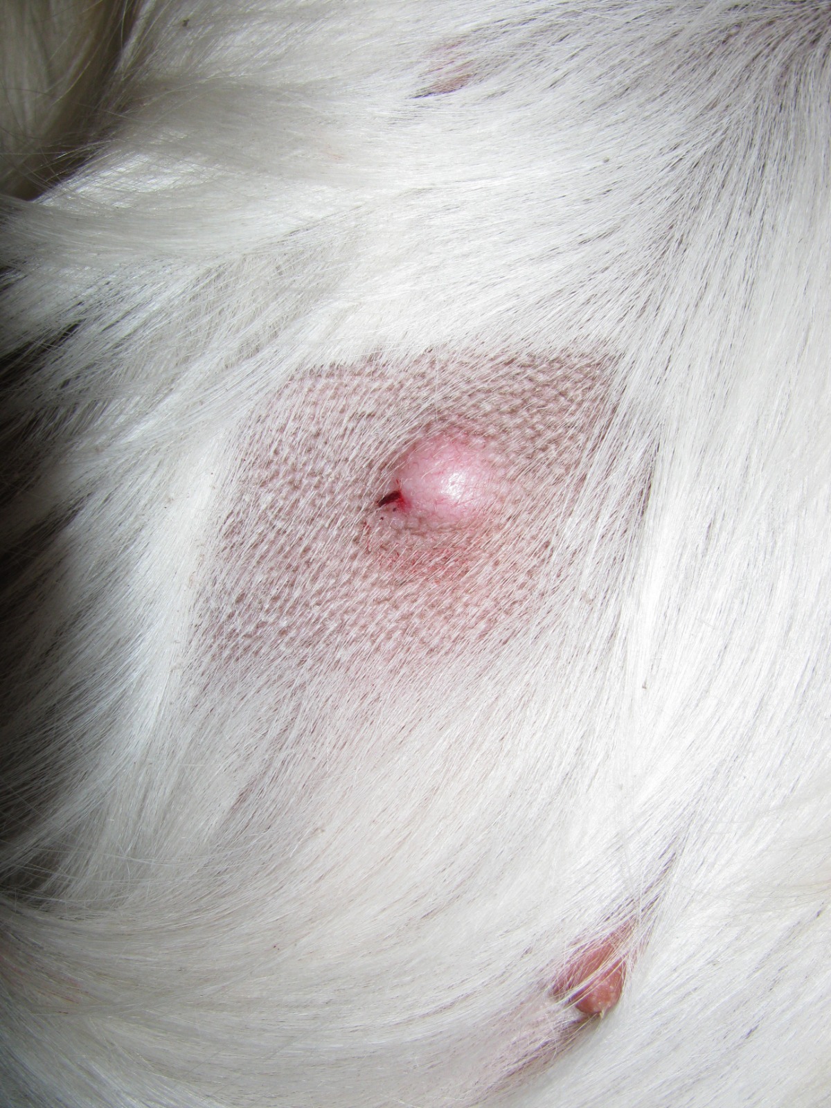 Il mastocitoma dermico del cane: cosa è necessario fare