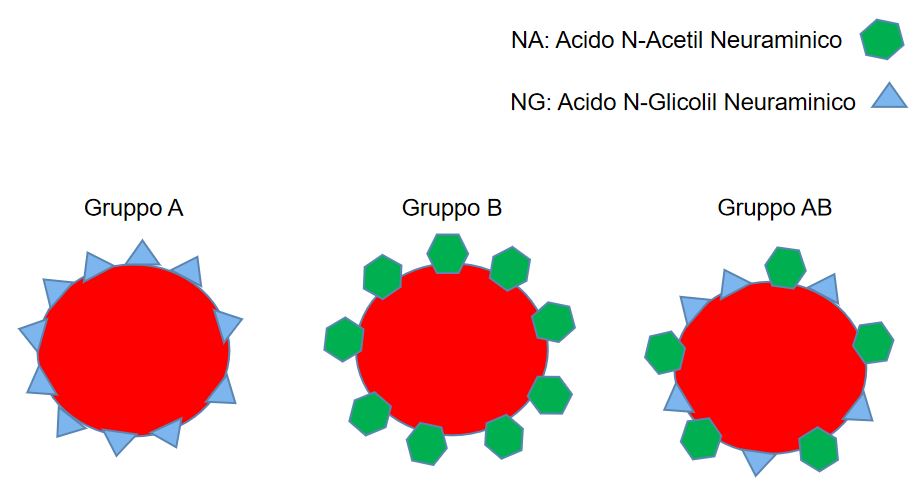 Un nuovo metodo per l'identificazione dei gruppi sanguigni dei gatti