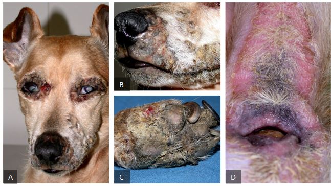 LA SINDROME EPATOCUTANEA DEL CANE: UN UPDATE CON ALCUNE IMPORTANTI NOVITA’