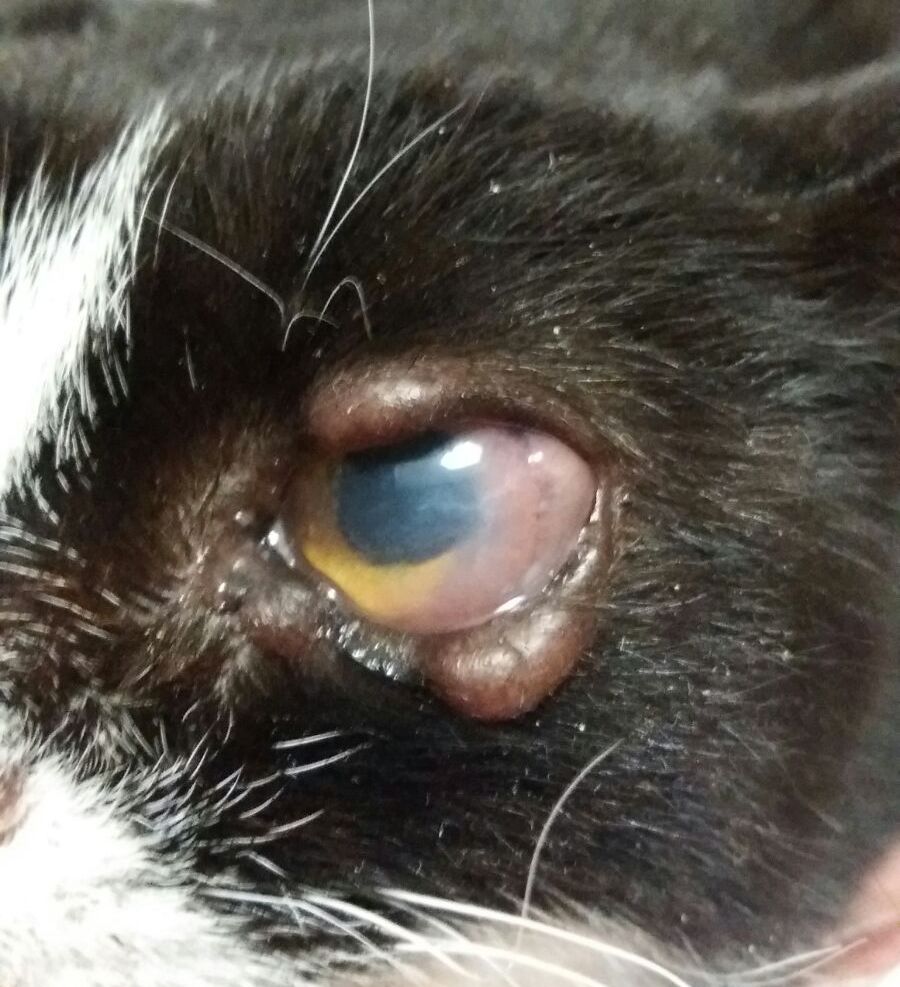 Le malattie infettive ed infestive neglette del gatto: la leishmaniosi