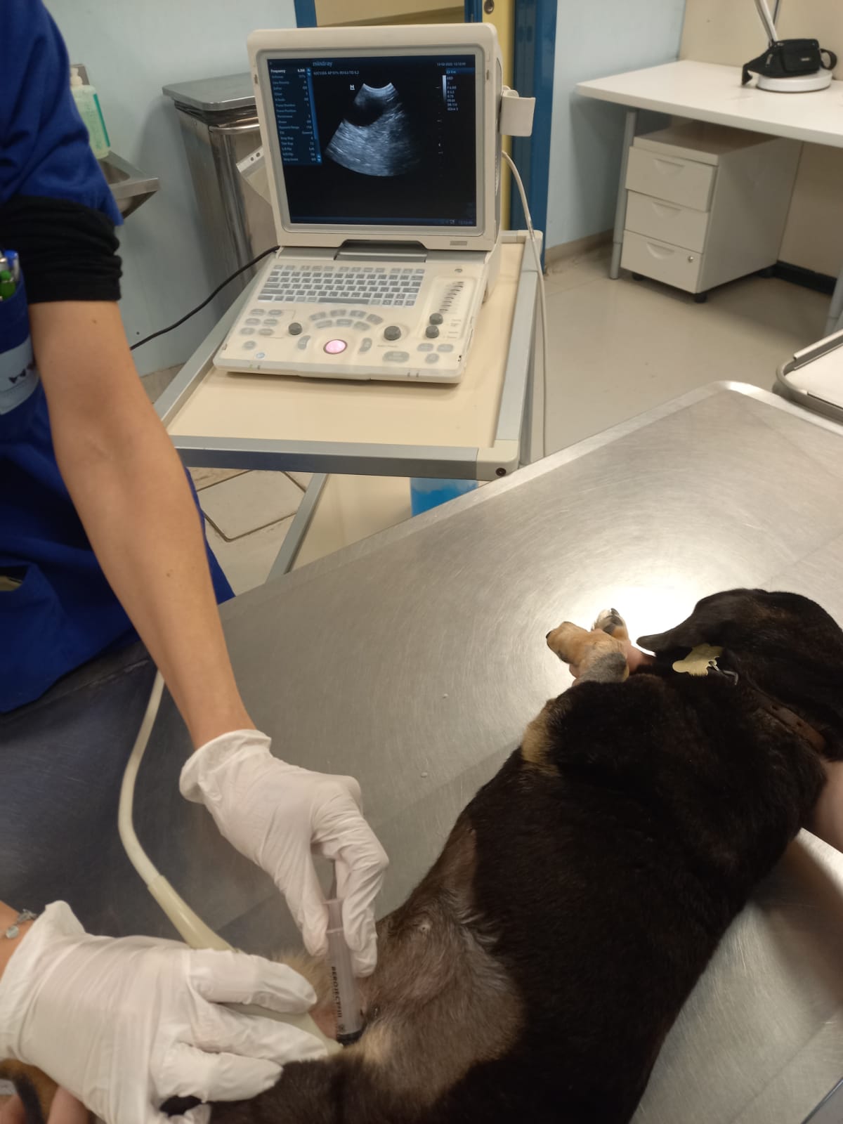 CORTISOLO URINARIO NELLA DIAGNOSI DI ADDISON DEL CANE: E' PIU' UTILE DI QUANTO SI PENSASSE