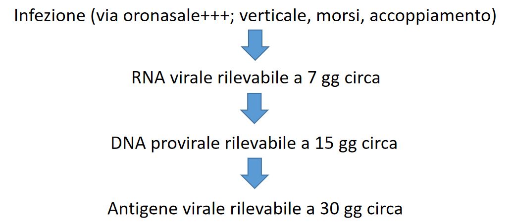 Retrovirosi feline (FIV e FeLV): le nuove linee guida 2020 dell'American Association of Feline Practitioners (AAFP)