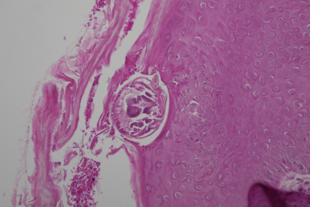 Guida pratica alle biopsie cutanee nei cani e gatti