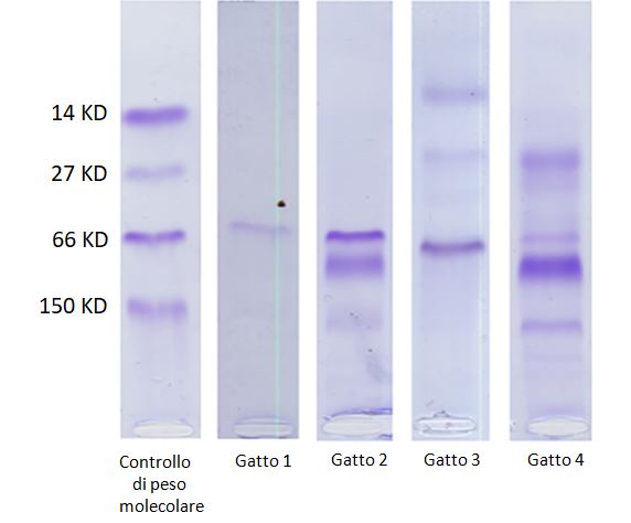 Alcune novità su l’SDS-AGE nel gatto nefropatico