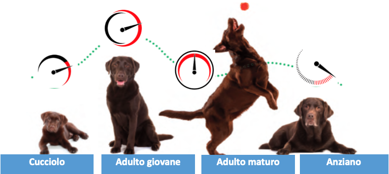 Come valutare la salute del cane in base alla sua età: le Life Stage Guidelines