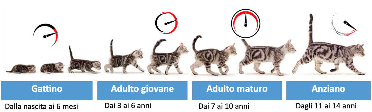 Come valutare la salute del gatto in base alla sua età: le Life Stage Guidelines