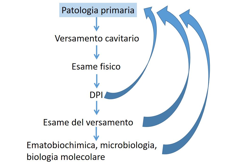 Ho un animale con un versamento cavitario: che fare? - Introduzione