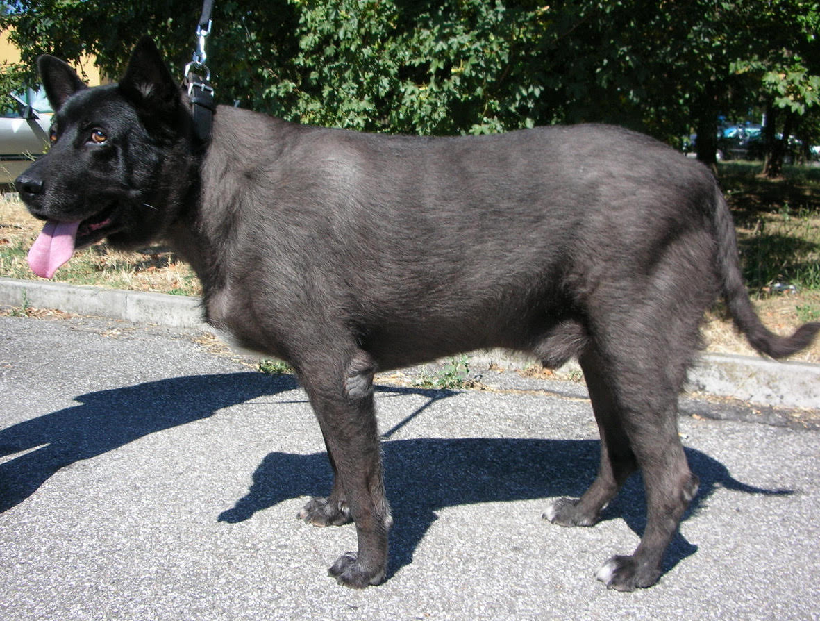 NOVITA’ NELL’IPOTIROIDISMO CANINO