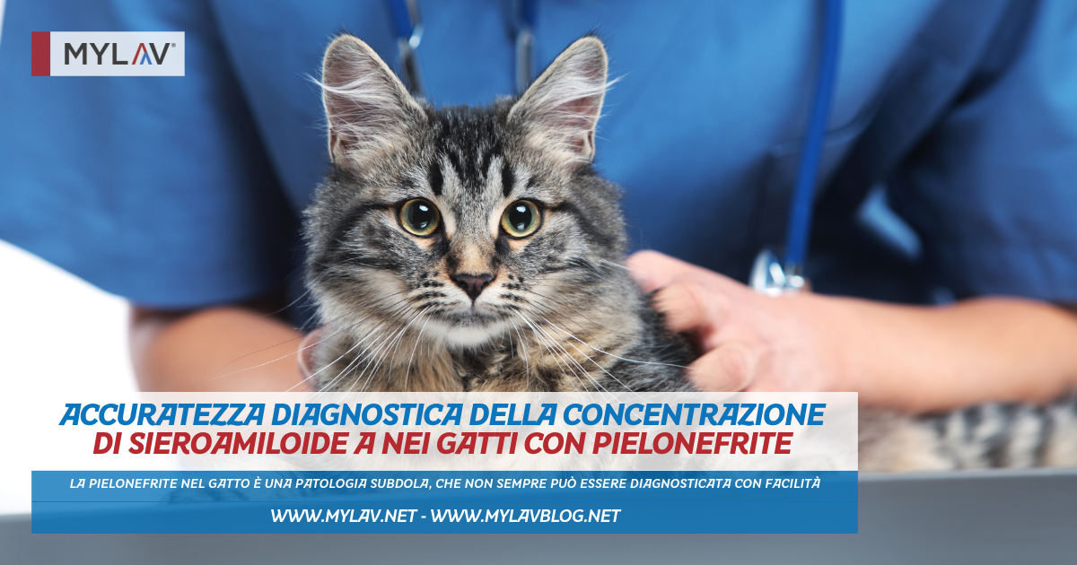 Accuratezza diagnostica della concentrazione di Sieroamiloide A nei gatti con pielonefrite