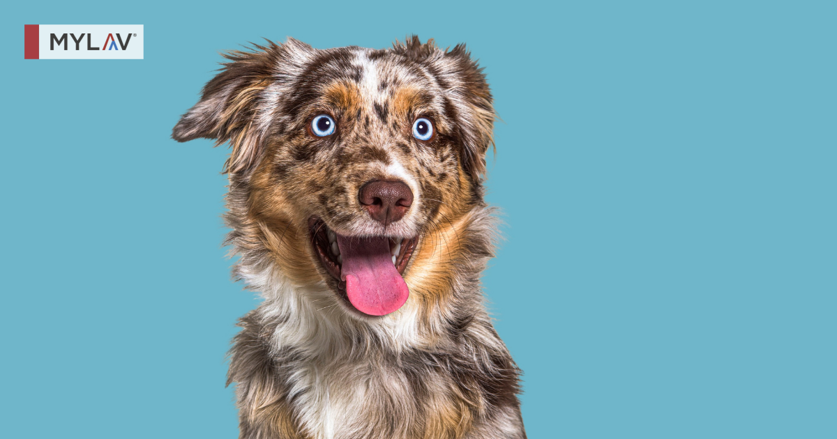 Glomerulopatie nel cane: recenti dati da uno studio retrospettivo europeo sulla sopravvivenza (European Veterinary Renal Pathology Service - EVRPS)