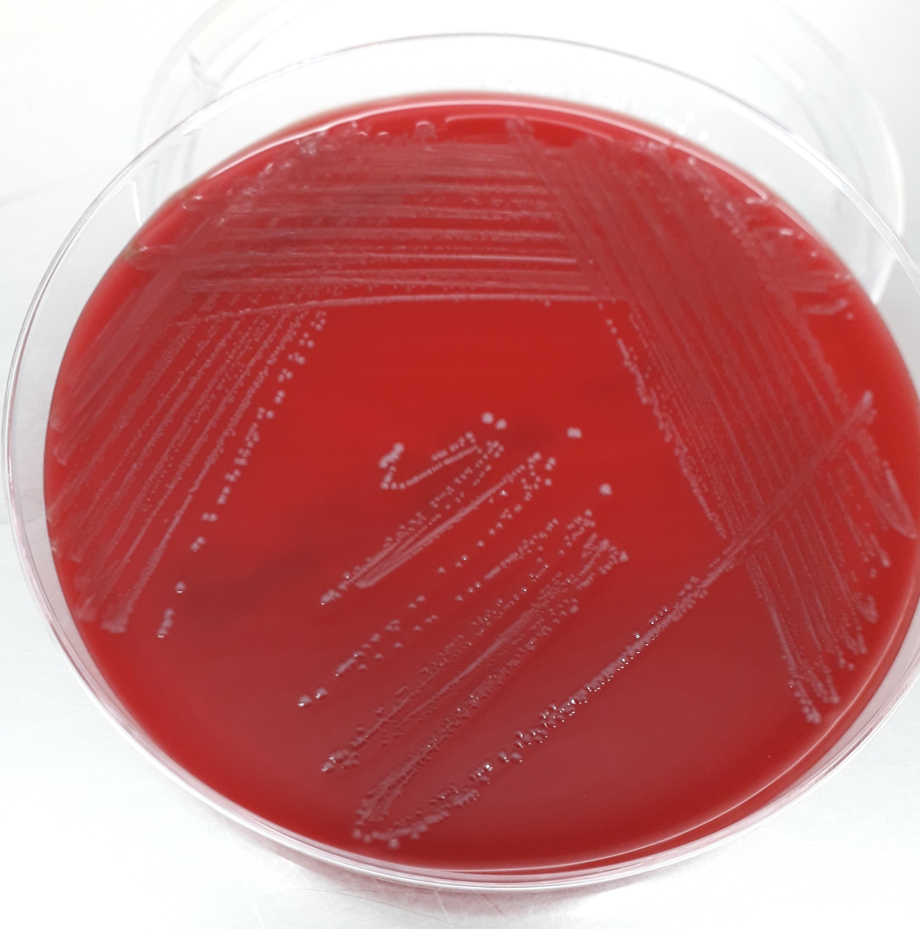 Importanza della batteriuria da Enterococcus spp. nel cane 