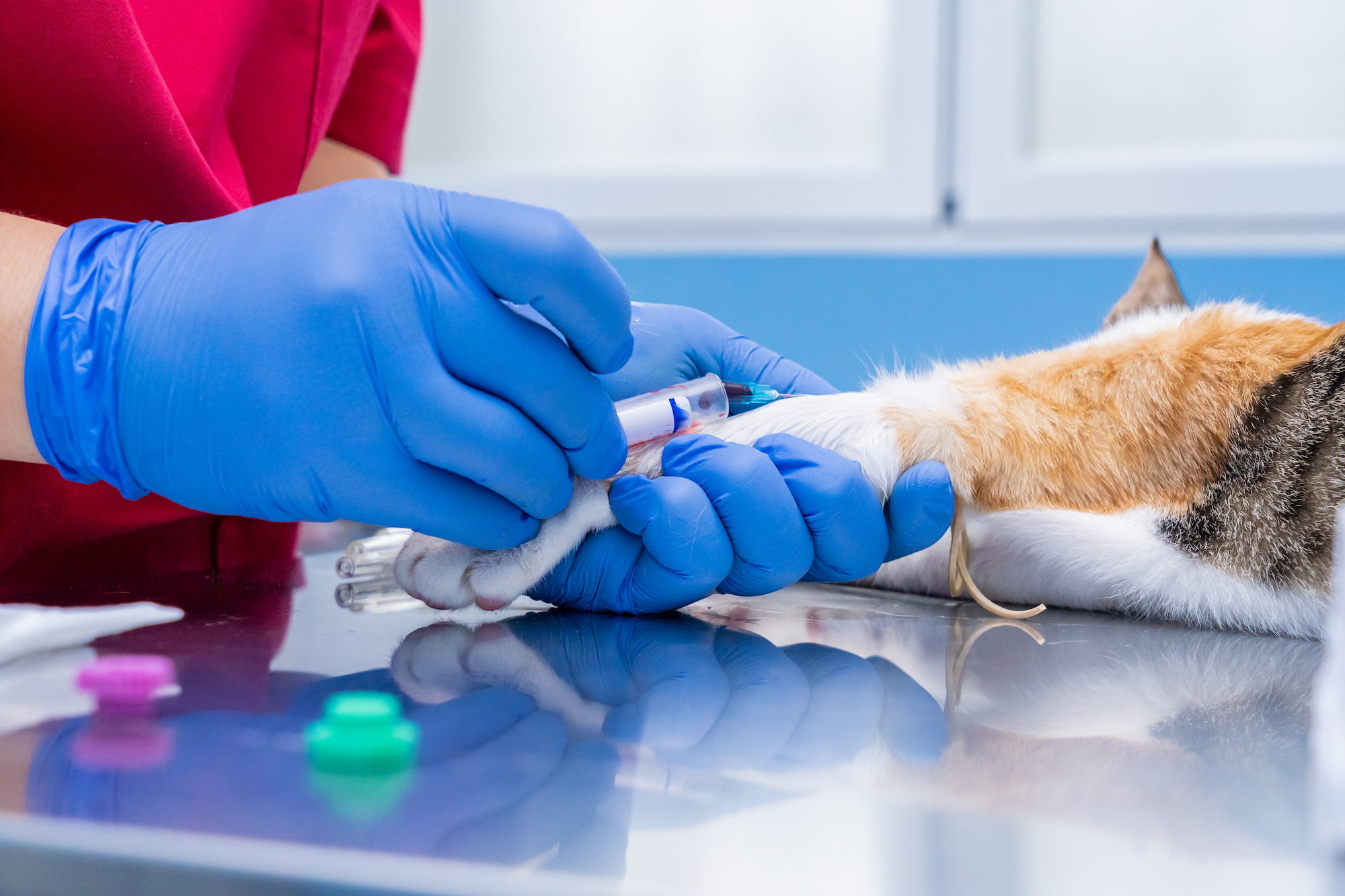 Effetto di tre protocolli di sedazione su alcuni valori ematici nel gatto