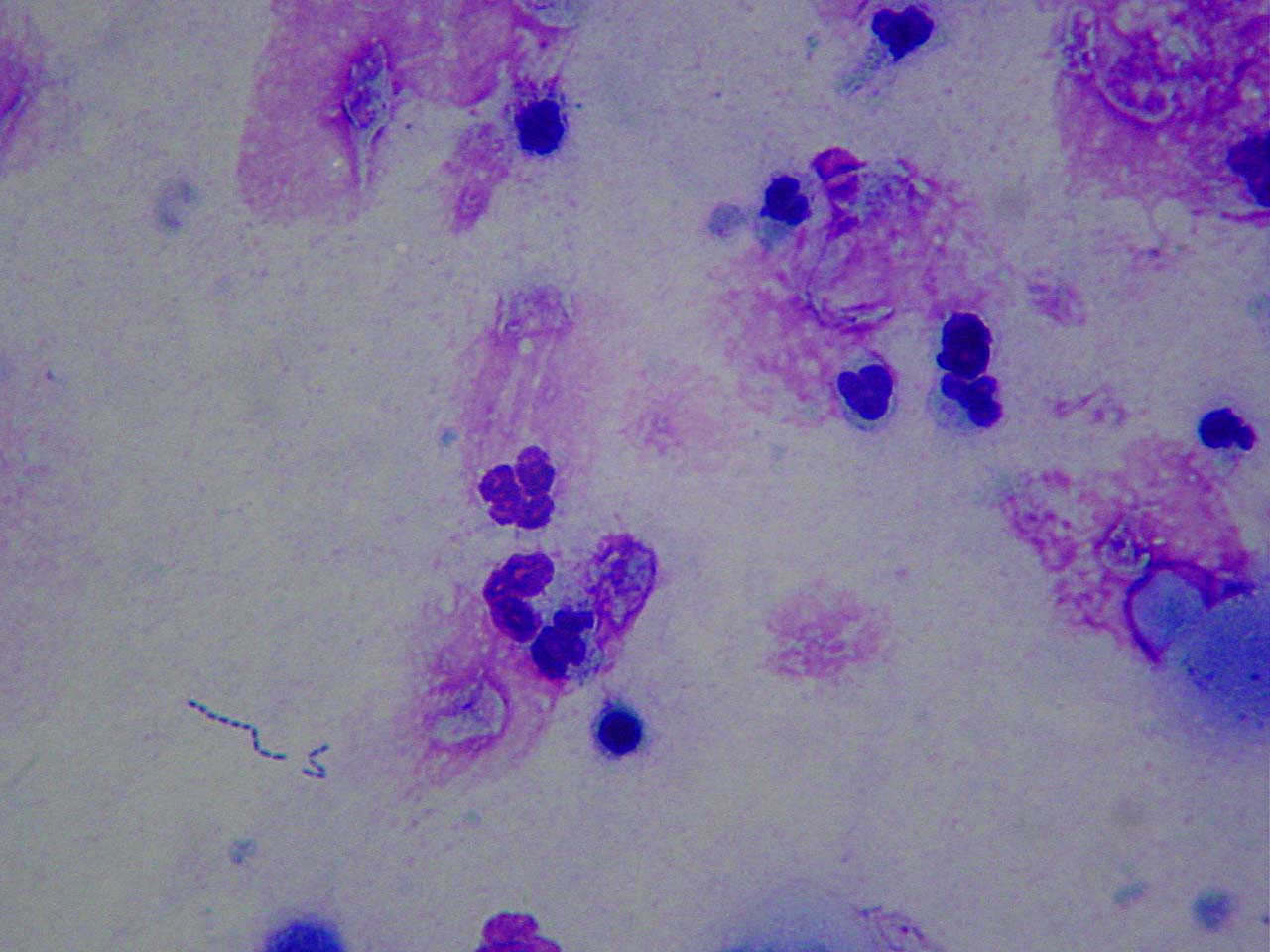 Il campionamento in microbiologia - 3^ parte