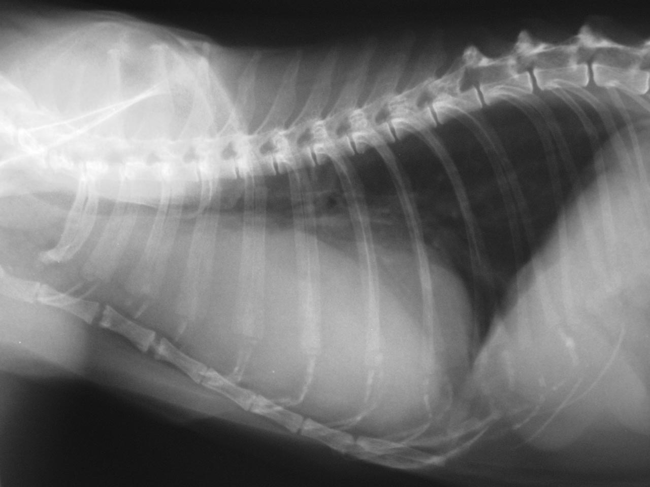 Quanto è utile la citologia nella diagnosi delle masse mediastiniche del cane e del gatto?