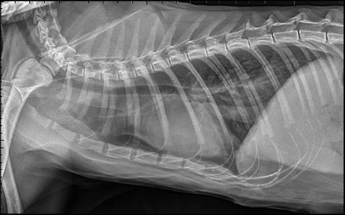 Perché bisogna fare sempre uno studio radiografico