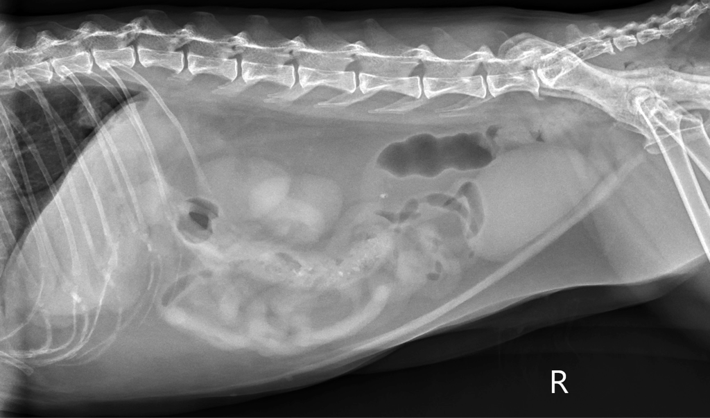 Fai la tua diagnosi - Radiologia